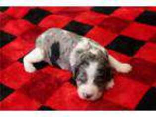 Springerdoodle Puppy for sale in Springfield, MO, USA