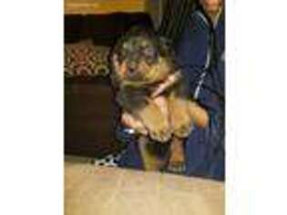 Rottweiler Puppy for sale in Buffalo, NY, USA