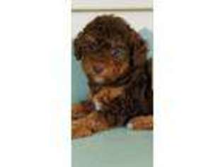 Mutt Puppy for sale in Centerville, TN, USA