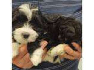 Mutt Puppy for sale in Menomonee Falls, WI, USA