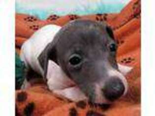 Italian Greyhound Puppy for sale in Pomona, MO, USA