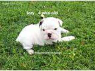 Bulldog Puppy for sale in Wheaton, MO, USA