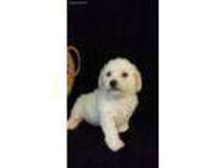 Bichon Frise Puppy for sale in Wentworth, MO, USA