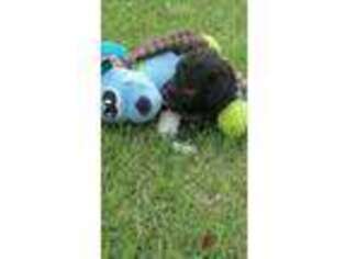 Bedlington Terrier Puppy for sale in Blackwell, OK, USA