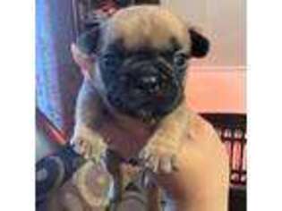 French Bulldog Puppy for sale in Canandaigua, NY, USA