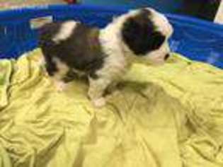 Saint Bernard Puppy for sale in Marysville, WA, USA