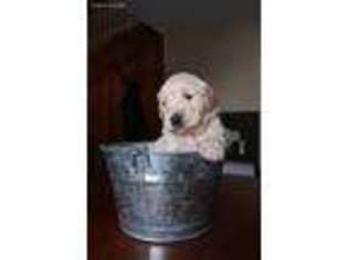 Golden Retriever Puppy for sale in Berryville, VA, USA