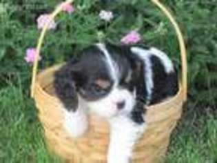 Cavalier King Charles Spaniel Puppy for sale in Newmanstown, PA, USA