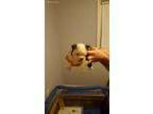 Boston Terrier Puppy for sale in Traverse City, MI, USA