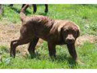 Chesapeake Bay Retriever Puppy for sale in Shepherdstown, WV, USA