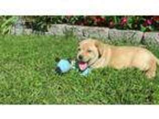 Labrador Retriever Puppy for sale in La Plata, MO, USA
