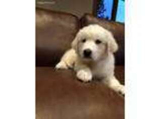 Great Pyrenees Puppy for sale in Mercer Island, WA, USA