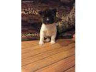 Akita Puppy for sale in Rutland, VT, USA