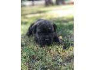 Cane Corso Puppy for sale in Leipsic, OH, USA