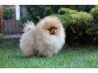Pomeranian Puppy for sale in Greenport, NY, USA