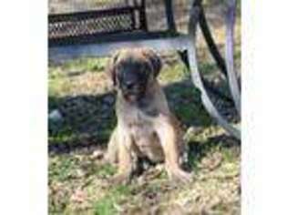 Great Dane Puppy for sale in Cleburne, TX, USA