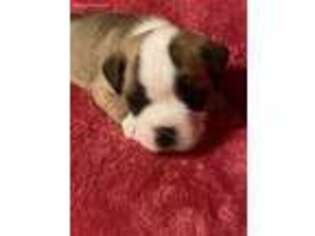 Olde English Bulldogge Puppy for sale in Beaver, KY, USA