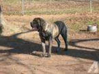 Mastiff Puppy for sale in ELBERTA, AL, USA