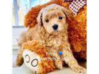 Mutt Puppy for sale in Bedford, OH, USA