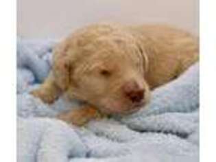 Goldendoodle Puppy for sale in Locust Fork, AL, USA