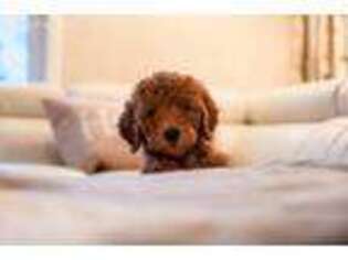 Goldendoodle Puppy for sale in Canal Winchester, OH, USA