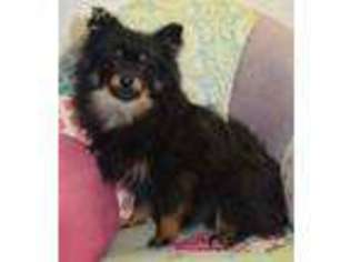 Pomeranian Puppy for sale in Fort Lupton, CO, USA