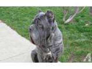 Neapolitan Mastiff Puppy for sale in WAUSEON, OH, USA