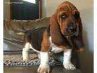 Basset Hound Puppy for sale in Greensburg, PA, USA