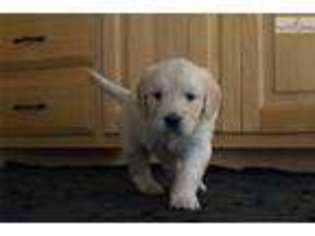 Goldendoodle Puppy for sale in Youngstown, OH, USA