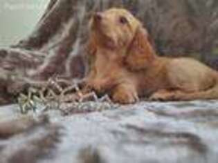 Dachshund Puppy for sale in Sparta, MI, USA