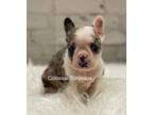 Mutt Puppy for sale in Little Rock, IA, USA