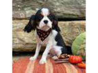 Cavalier King Charles Spaniel Puppy for sale in East Palestine, OH, USA