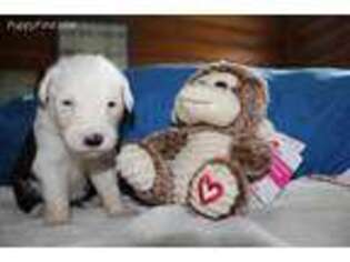 Old English Sheepdog Puppy for sale in Butler, PA, USA