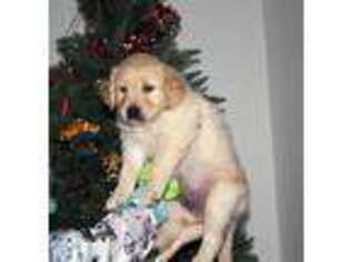 Golden Retriever Puppy for sale in Arizona City, AZ, USA