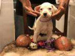 Dogo Argentino Puppy for sale in Tulsa, OK, USA