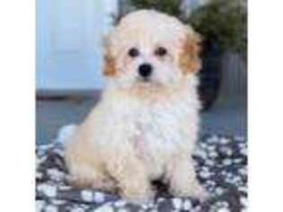 Mutt Puppy for sale in Bluffton, IN, USA