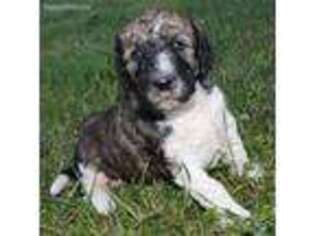Mutt Puppy for sale in Russell Springs, KY, USA