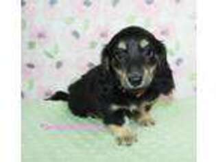 Dachshund Puppy for sale in Youngstown, OH, USA