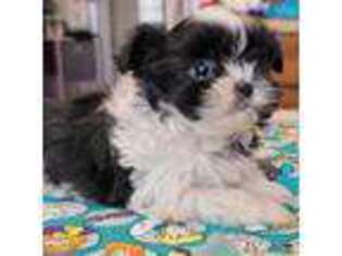Mal-Shi Puppy for sale in Billings, MT, USA