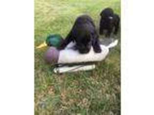 Labrador Retriever Puppy for sale in Benson, MN, USA