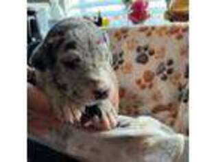 Great Dane Puppy for sale in Enumclaw, WA, USA