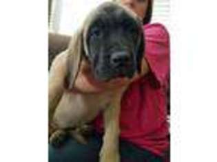 Mastiff Puppy for sale in Topeka, KS, USA