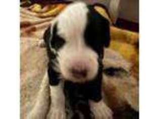 Old English Sheepdog Puppy for sale in New Port Richey, FL, USA