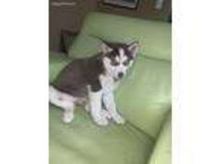 Siberian Husky Puppy for sale in Southfield, MI, USA