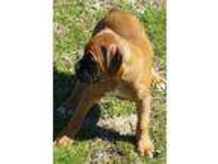 Boxer Puppy for sale in Port Haywood, VA, USA