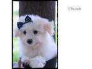 Maltipom Puppy for sale in Saint Louis, MO, USA