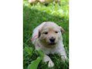 Golden Retriever Puppy for sale in Boone, NC, USA