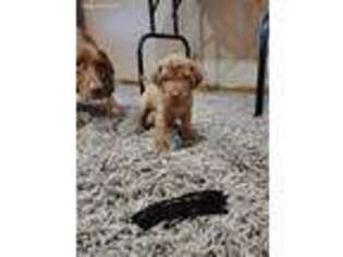 Vizsla Puppy for sale in Xenia, OH, USA