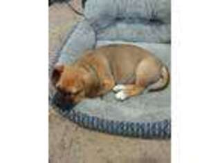 Puggle Puppy for sale in Bala Cynwyd, PA, USA