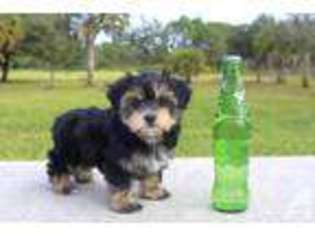 Mutt Puppy for sale in VENICE, FL, USA